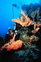Underwater Photography of Coral Reef
Picture # 1277

