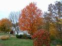 Autumn is Here
Picture # 1908