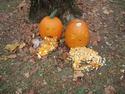 Too much Halloween candy?
Picture # 3259