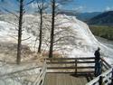 Mammoth Hot Springs
Picture # 1821