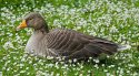 Greylag Goose
Picture # 3108
