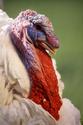 White Male Turkey
Picture # 1429