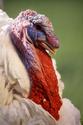 White Male Turkey
Picture # 1429
