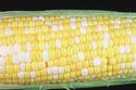 Corn on the Cob
Picture # 599