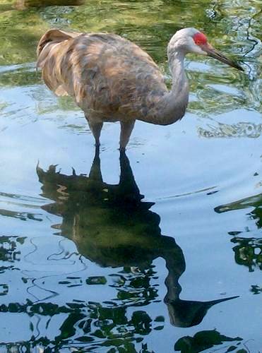 Daily photo - Sandhill Crane and Shadow