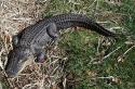 American Alligator
Picture # 216