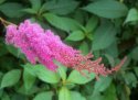 Astilbe in Monets Garden
Picture # 446
