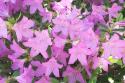 Azalea 1
Picture # 253
