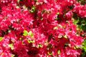 Azalea 2
Picture # 263