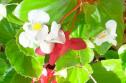 Begonias
Picture # 10
