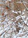 Robin Redbreast on a Snowy Morning
Picture # 551

