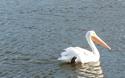 American White Pelican
Picture # 570