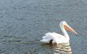 American White Pelican
Picture # 570
