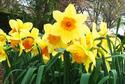 Daffodils
Picture # 605
