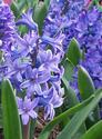 Blue Hyacinth
Picture # 608
