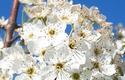 Bradford Pear Flowers
Picture # 616
