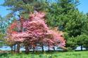 Pink Dogwood Tree
Picture # 624