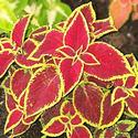 Coleus
Picture # 695