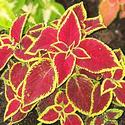 Coleus
Picture # 695
