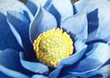 Blue Lotus Porcelain
Picture # 703
