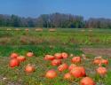 Pumpkin Patch
Picture # 837
