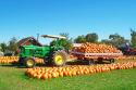 Pumpkins Galore
Picture # 833