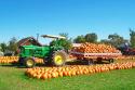 Pumpkins Galore
Picture # 833
