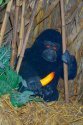 Baby Ape
Picture # 825