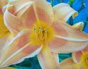 Burnt Orange Day Lily
Picture # 1267