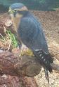 Aplomado Falcon
Picture # 1294
