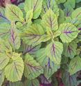 Dark Veined Coleus
Picture # 1286
