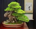Japanese Black Pine Bonsai - 100 yrs old
Picture # 1304
