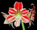 Candy Cane Amaryllis
Picture # 1452
