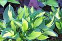 Hosta
Picture # 1702
