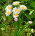 April Wildflower: Fleabane
Picture # 4111
