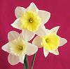 Daffodils
Picture # 220
