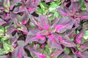 Coleus 2
Picture # 696