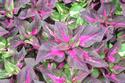 Coleus 2
Picture # 696
