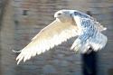 Snowy Owl
Picture # 314
