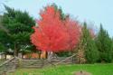Fall at Faust Park
Picture # 45
