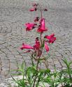 Red Flowers
Picture # 333