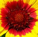 Blanket Flower 1
Picture # 294