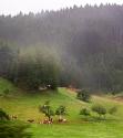 German Countryside in the Rain 3
Picture # 343
