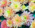 Chrysanthemums 3
Picture # 41
