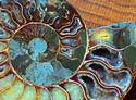 Ammonite
Picture # 1932
