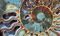 Ammonite
Picture # 1933