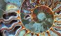 Ammonite
Picture # 1933
