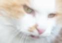 Angora Cat
Picture # 1938