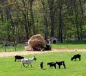 Goats
Picture # 2147