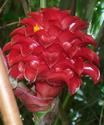 Indonesian Wax Ginger
Picture # 2180
